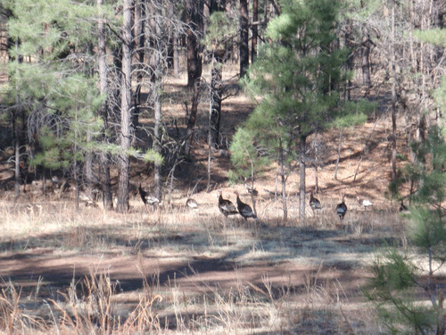 Wild Turkey, Gila NF, NM.